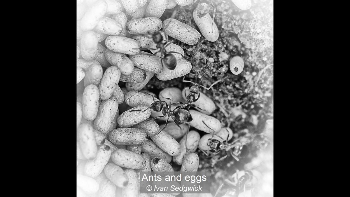 Ants and eggs